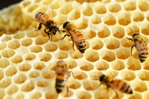 Słodki eliksir zdrowia - o dobroczynnych walorach miodu i wartości pszczół z okazji Międzynarodowego Dnia Pszczół